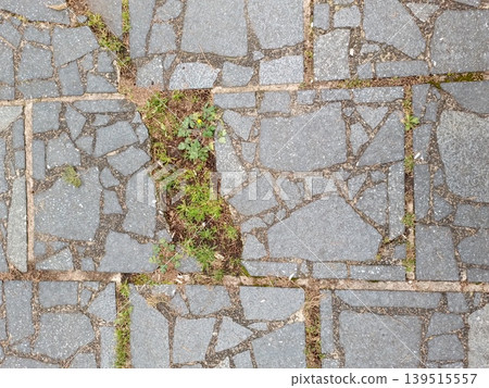 Texture of an old stone path moss plant high-quality photo Texture of an old stone path moss plant high-quality photo 139515557