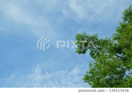 Spring leaves and blue sky [May] 139515636