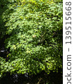 The mountains of Kyoto, where the fresh green leaves are beautiful. 139515668