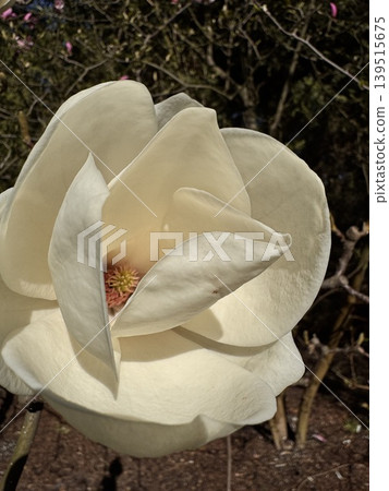 White Magnolia Macro White Magnolia Macro 139515675