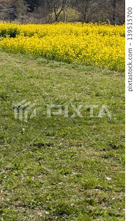 Rape blossoms Rape blossoms 139515700