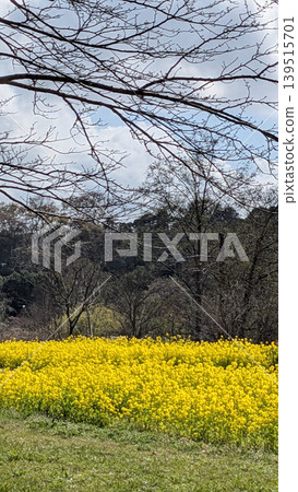 Rape blossoms Rape blossoms 139515701
