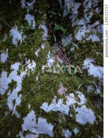 Texture of an old stone path moss plant high-quality photo Texture of an old stone path moss plant high-quality photo 139515717