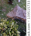 Texture of an old stone path moss plant high-quality photo 139515733