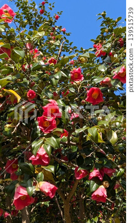 Camellia 139515739