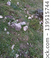 Texture of an old stone path moss plant high-quality photo 139515744