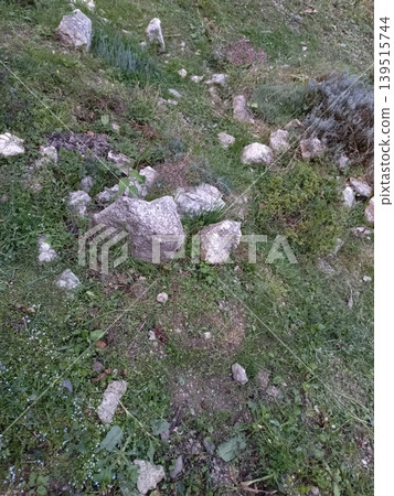 Texture of an old stone path moss plant high-quality photo Texture of an old stone path moss plant high-quality photo 139515744