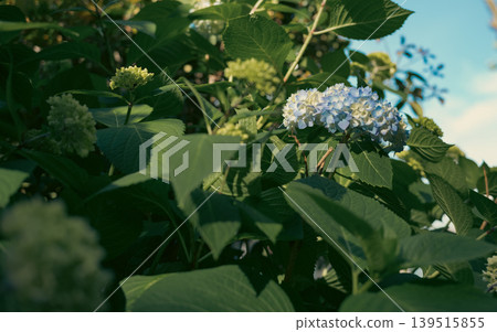 Hydrangea that began to bloom Hydrangea that began to bloom 139515855