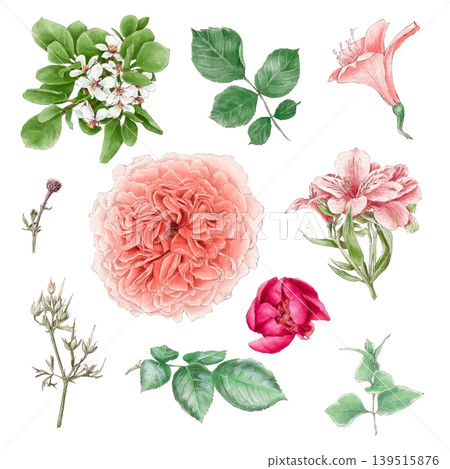 Watercolor illustration of a set of delicate roses and other flowers, hand-drawn. Watercolor illustration of a set of delicate roses and other flowers, hand-drawn. 139515876
