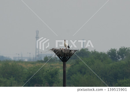 Stork raising chicks Stork raising chicks 139515901