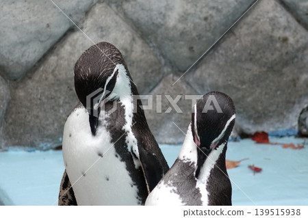 Two penguins snuggling together Two penguins snuggling together 139515938