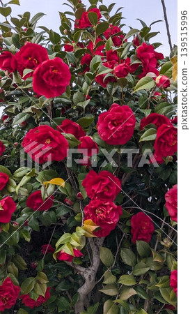 茶花 茶花 139515996