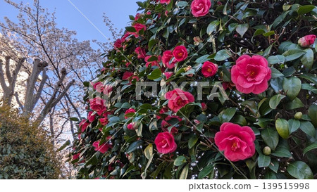 茶花 139515998