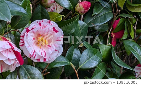 Camellia Camellia 139516003