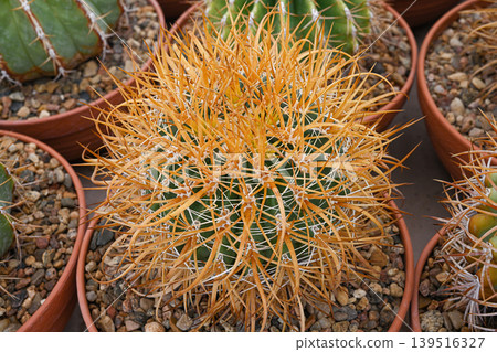 Ferocactus chrysacanthus (Cedar) is an endangered species of cactus Ferocactus chrysacanthus (Cedar) is an endangered species of cactus 139516327