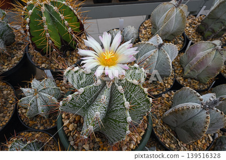 A white and yellow flower blooms on top of a spotted prickly cactus. A white and yellow flower blooms on top of a spotted prickly cactus. 139516328