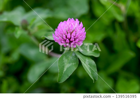 Murasakitetsukusa Murasakitetsukusa 139516395