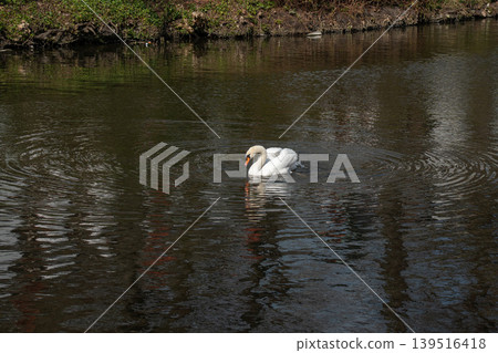 White swan floats on dark canal water with soft reflection, ripples, orange beak, and natural outdoor. Wildlife content, nature education, waterway marketing, ecology White swan floats on dark canal water with soft reflection, ripples, orange beak, and natural outdoor. Wildlife content, nature education, waterway marketing, ecology 139516418