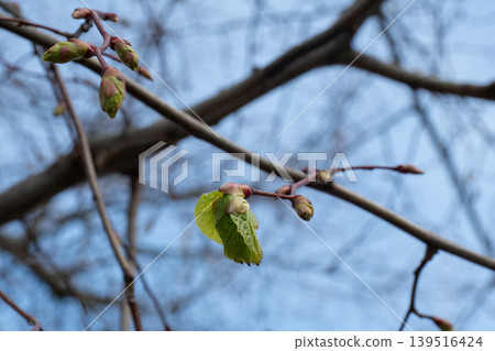 Spring branch shows fresh green leaf buds, soft blue sky, blurred tree limbs, and delicate natural growth in close-up outdoor. Nature education, ecology content, seasonal marketing, sustainability Spring branch shows fresh green leaf buds, soft blue sky, blurred tree limbs, and delicate natural growth in close-up outdoor. Nature education, ecology content, seasonal marketing, sustainability 139516424