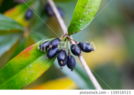 Close-up of black berries on a Berberis soulieana barberry bush with narrow evergreen leaves. A spreading, open-work shrub in the winter arboretum of the Sirius Park of Southern Cultures (Adler Close-up of black berries on a Berberis soulieana barberry bush with narrow evergreen leaves. A spreading, open-work shrub in the winter arboretum of the Sirius Park of Southern Cultures (Adler 139516515