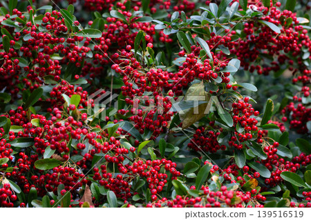 the red berries and green leaves of pyracantha shrub. Ripe scarlet fruits of Pyracantha crenatoserrata on a branch in January, selective focus. the red berries and green leaves of pyracantha shrub. Ripe scarlet fruits of Pyracantha crenatoserrata on a branch in January, selective focus. 139516519