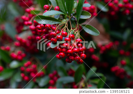 the red berries and green leaves of pyracantha shrub. Ripe scarlet fruits of Pyracantha crenatoserrata on a branch in January, selective focus. the red berries and green leaves of pyracantha shrub. Ripe scarlet fruits of Pyracantha crenatoserrata on a branch in January, selective focus. 139516521