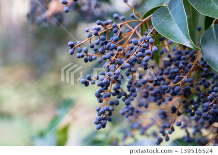 Close-up of ripe blue berries of Ligustrum lucidum on a branch, soft focus. 139516524