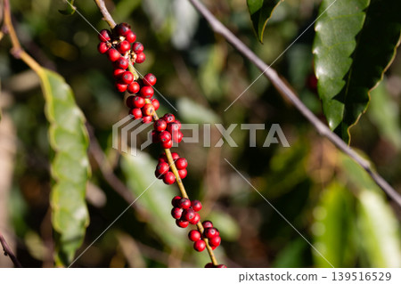 Close-up of ripe red holly berries, Ilex crenata Thunb. cv. Convexa. Close-up of ripe red holly berries, Ilex crenata Thunb. cv. Convexa. 139516529