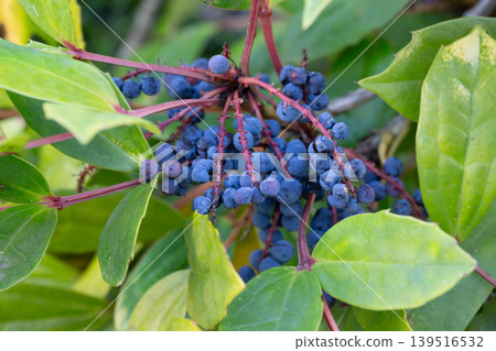 Close-up of ripe bright blue Mahonia berries among green leaves, Mahonia gracilipes in winter. Close-up of ripe bright blue Mahonia berries among green leaves, Mahonia gracilipes in winter. 139516532
