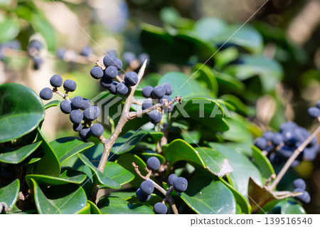 In nature, berries are ripe on ordinary ligustrum japonicum In nature, berries are ripe on ordinary ligustrum japonicum 139516540
