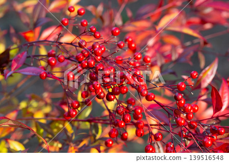 Red ripe berries on a branch in a blurred garden background. Nandina domestica in January. Natural berry red background. Red ripe berries on a branch in a blurred garden background. Nandina domestica in January. Natural berry red background. 139516548
