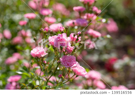 A relaxing and romantic scene in the garden, featuring many beautiful pink climbing roses. Pink roses are a variety of Rouletii A relaxing and romantic scene in the garden, featuring many beautiful pink climbing roses. Pink roses are a variety of Rouletii 139516556