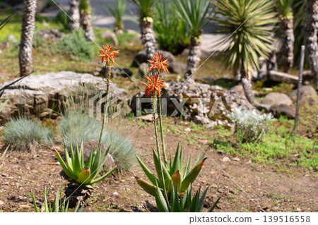 Close up of blooming aloe vera red flower 139516558