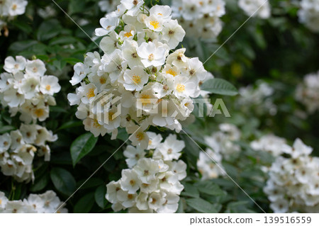 Multiflora rose (Rosa multiflora), a vigorous, thorny shrub with small white flowers in clusters. Common in hedgerows, wood edges, and fields; native to Asia, now widespread and invasive. 139516559