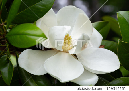 Magnolia grandiflora (Southern magnolia) flowers close-up. The fragrant flowers bloom in summer, and the contrast between the white flowers and the deep green leaves is very beautiful. Magnolia grandiflora (Southern magnolia) flowers close-up. The fragrant flowers bloom in summer, and the contrast between the white flowers and the deep green leaves is very beautiful. 139516561