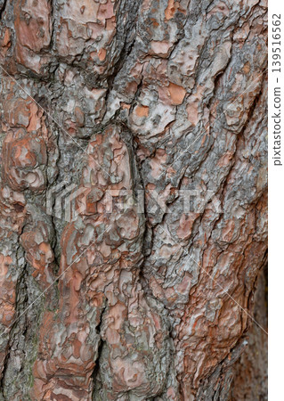 Rough tree bark with deep cracks and natural textures. Rough tree bark with deep cracks and natural textures. 139516562
