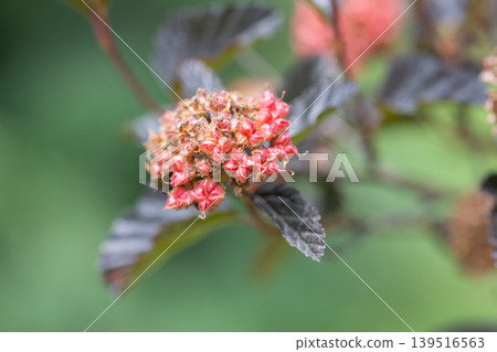 Red seeds of Physocarpus opulifolius on the branch in the garden, selective focus 139516563