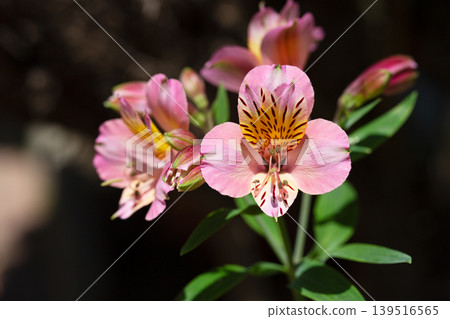 A large bouquet of multi-colored alstroemerias. Soft pink flowers on a branch in the garden. Spring flower background. A large bouquet of multi-colored alstroemerias. Soft pink flowers on a branch in the garden. Spring flower background. 139516565
