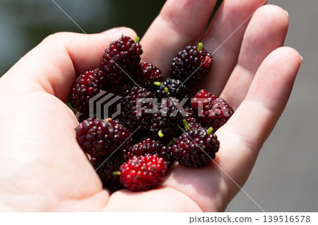Ripe black mulberry fruit in the hand Ripe black mulberry fruit in the hand 139516578