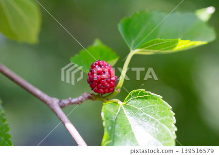 Close-up of an untreated black mulberry branch with red berries, macro Close-up of an untreated black mulberry branch with red berries, macro 139516579