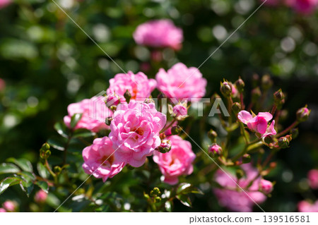 A relaxing and romantic scene in the garden, featuring many beautiful pink climbing roses. Pink roses are a variety of Rouletii A relaxing and romantic scene in the garden, featuring many beautiful pink climbing roses. Pink roses are a variety of Rouletii 139516581