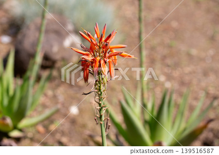 Close up of blooming aloe vera red flower 139516587
