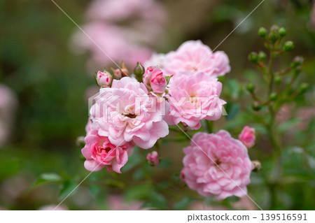 The Fairy Rose, The Fairy rose is a graceful arching mound of glossy green foliage with masses of fully double pink blooms. The Fairy Rose, The Fairy rose is a graceful arching mound of glossy green foliage with masses of fully double pink blooms. 139516591