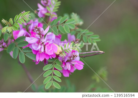 Close-up view of a flowering Himalayan indigo (Indigofera heterantha) selective focus. Close-up view of a flowering Himalayan indigo (Indigofera heterantha) selective focus. 139516594