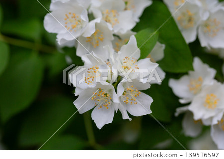 Close-up Celindo flower or Philadelphus coronarius is a widely cultivated popular ornamental plant Close-up Celindo flower or Philadelphus coronarius is a widely cultivated popular ornamental plant 139516597