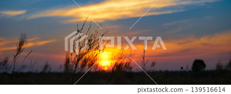 Vibrant Twilight Scene of Nature with Silhouetted Vegetation Against a Dramatic Colorful Sky at Sunset in an Open Rural Meadow Offering Plenty of Copy Space for Creative Projects Vibrant Twilight Scene of Nature with Silhouetted Vegetation Against a Dramatic Colorful Sky at Sunset in an Open Rural Meadow Offering Plenty of Copy Space for Creative Projects 139516614