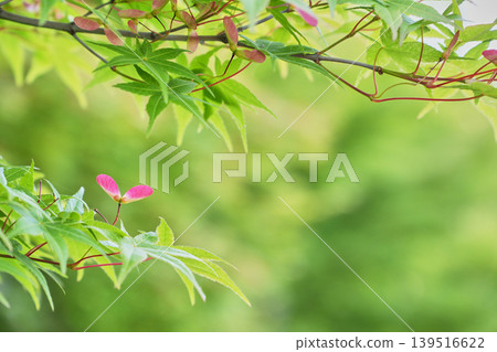New green maple leaves bathed in soft light and propeller-shaped red seeds. 139516622