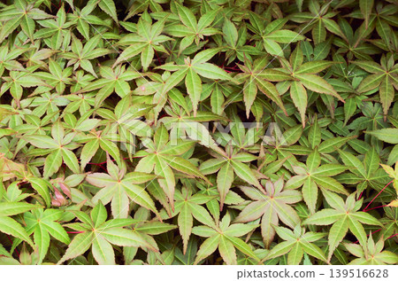 Background image featuring a bird's-eye view of fresh green maple leaves and scattered red seeds. Background image featuring a bird's-eye view of fresh green maple leaves and scattered red seeds. 139516628
