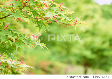 New green maple leaves bathed in soft light and propeller-shaped red seeds. New green maple leaves bathed in soft light and propeller-shaped red seeds. 139516637