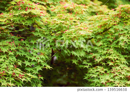 New green maple leaves bathed in soft light and propeller-shaped red seeds. 139516638